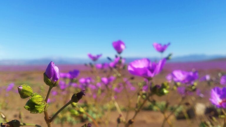Desierto Florido. Flowering desert of Atacama.