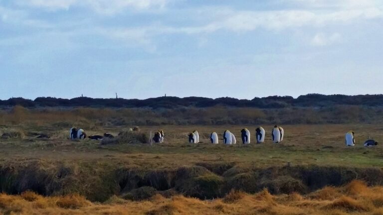 An afternoon with king penguins in Tierra de Fuego