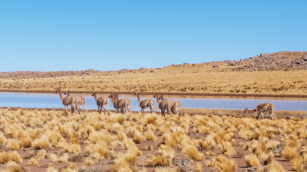 guide to san pedro de atacama