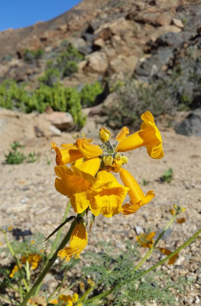 pan de azucar national park