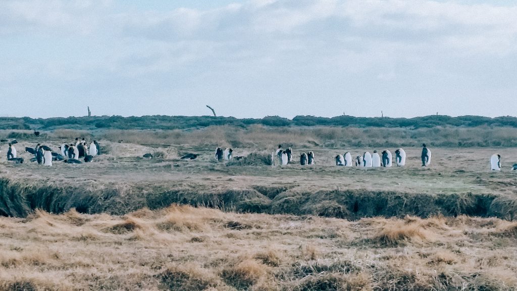 king penguins in tiera del fuego