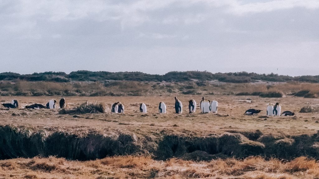 king penguins in tierra del fuego