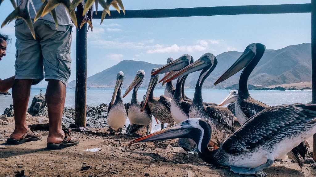 pan de azucar national park