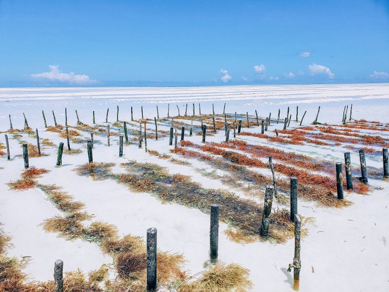 Visiting a Seaweed Farm in Zanzibar: An Honest Guide