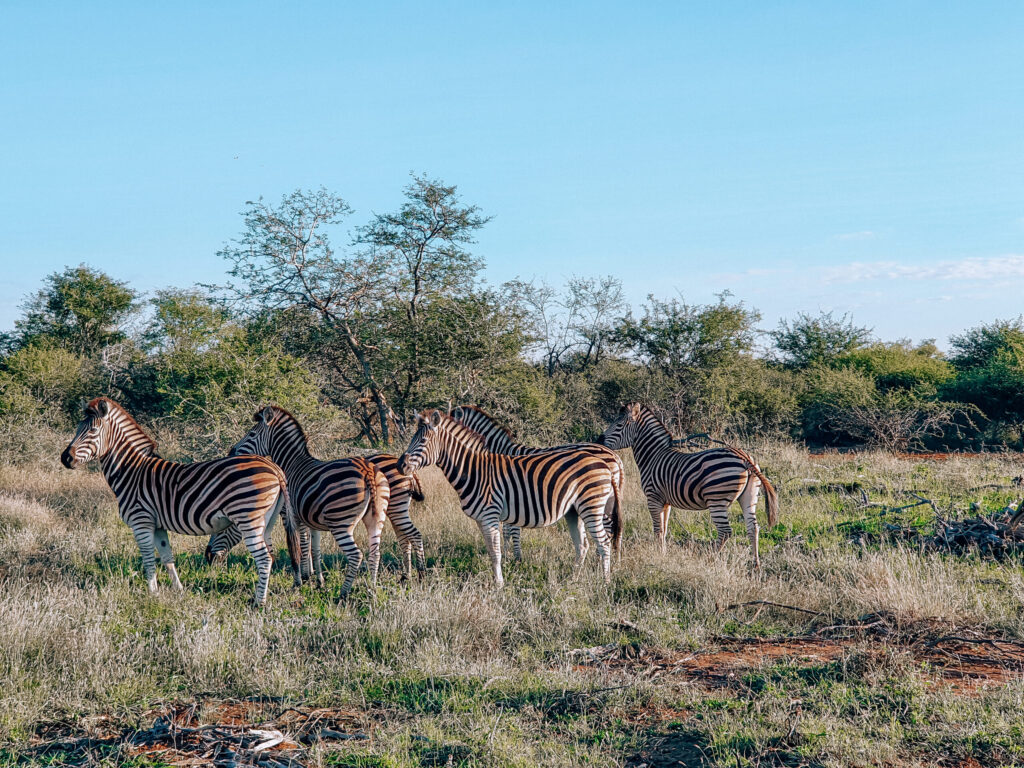 malaria free safari