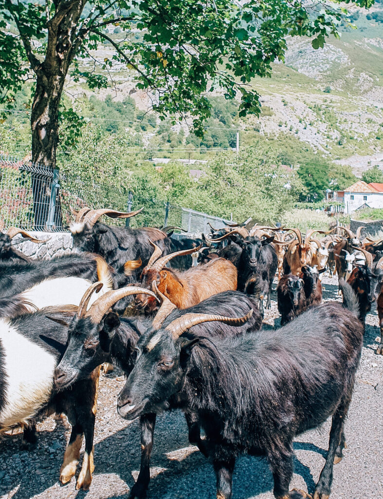 driving in Albania