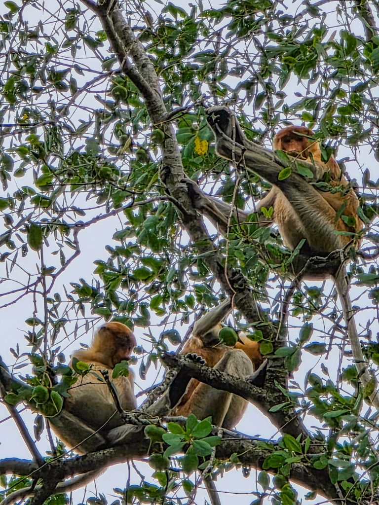 where to see proboscis monkeys in brunei