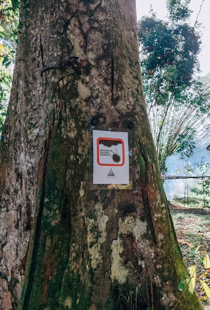 ulu temburong national park in brunei