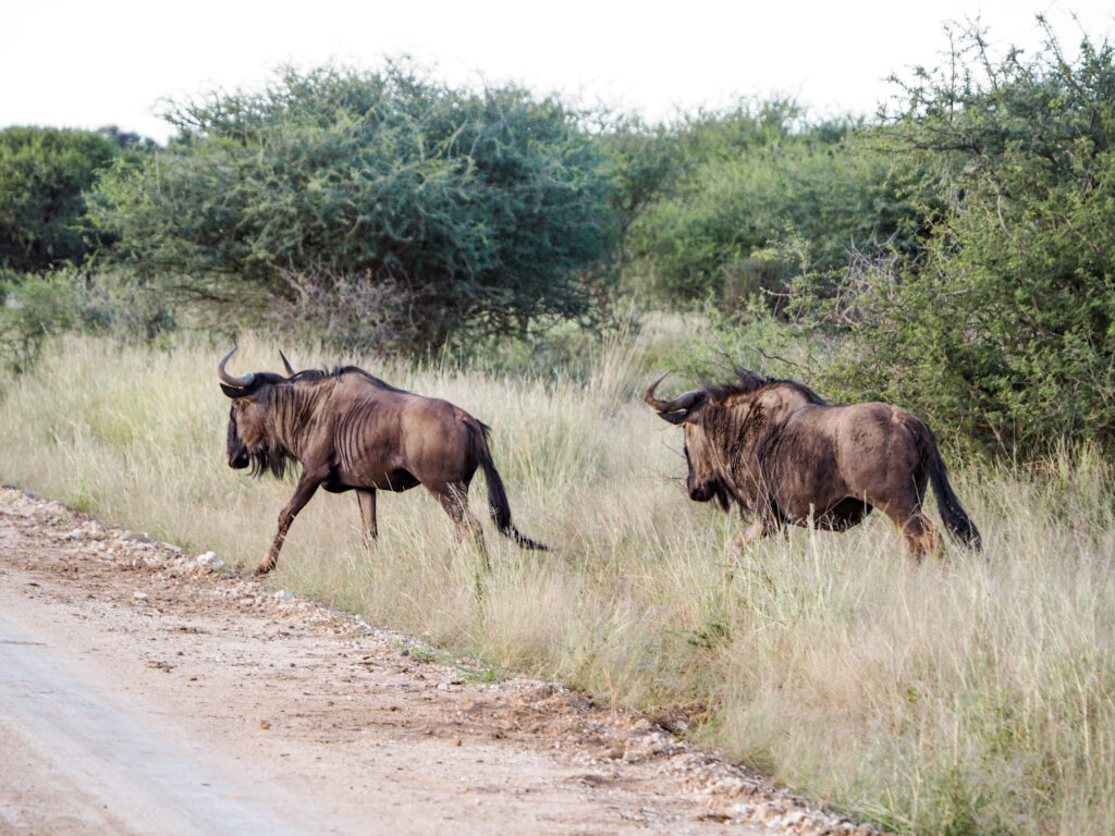 malaria free safari
