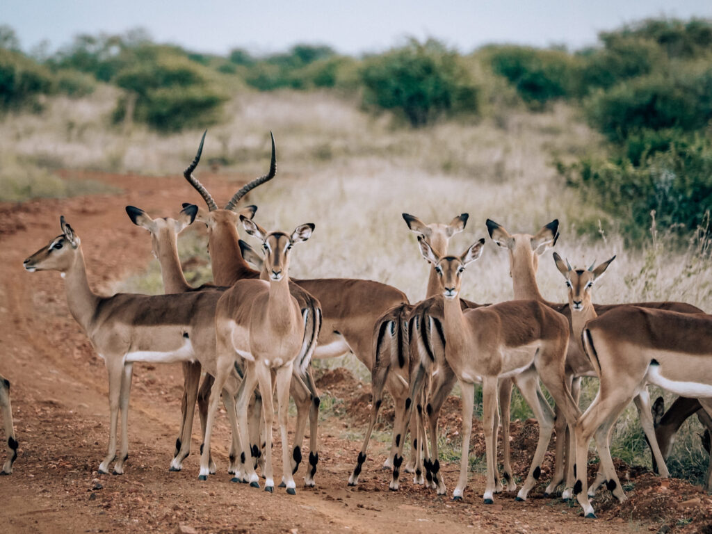 malaria free safari