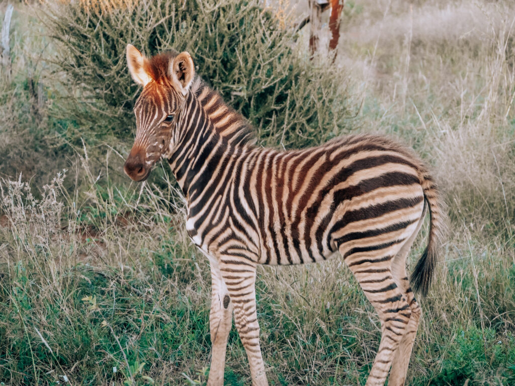 malaria free safari
