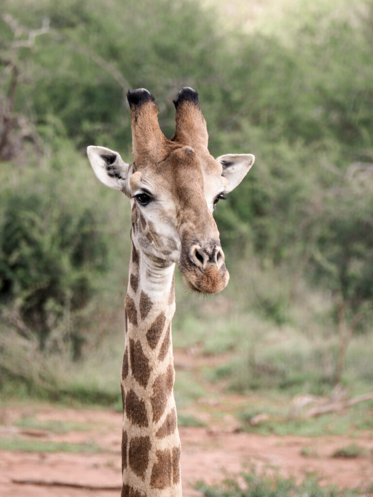 madikwe malaria free safari