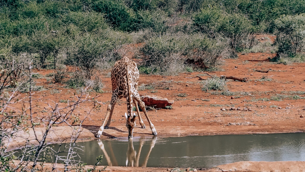malaria free safari south africa