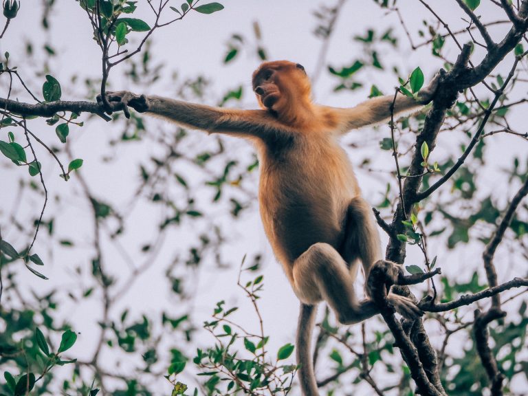 how to see proboscis monkeys