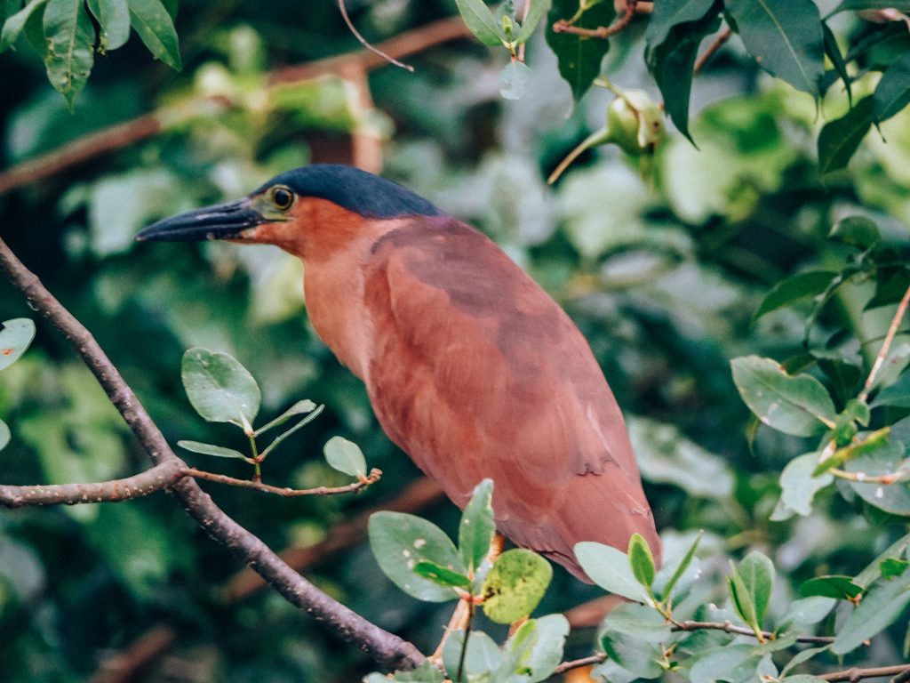 where to see proboscis monkeys in brunei