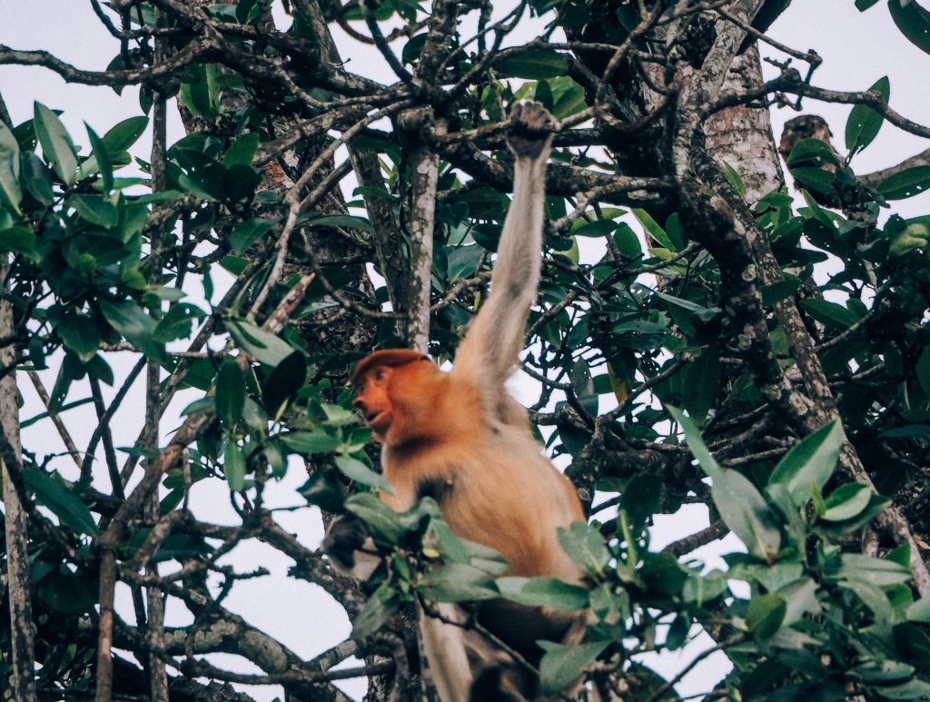 where to see proboscis monkeys in brunei