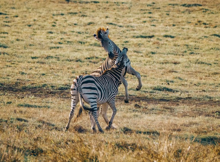 Beyond the Falls: Things to do in Victoria Falls That Justify the Annual Leave