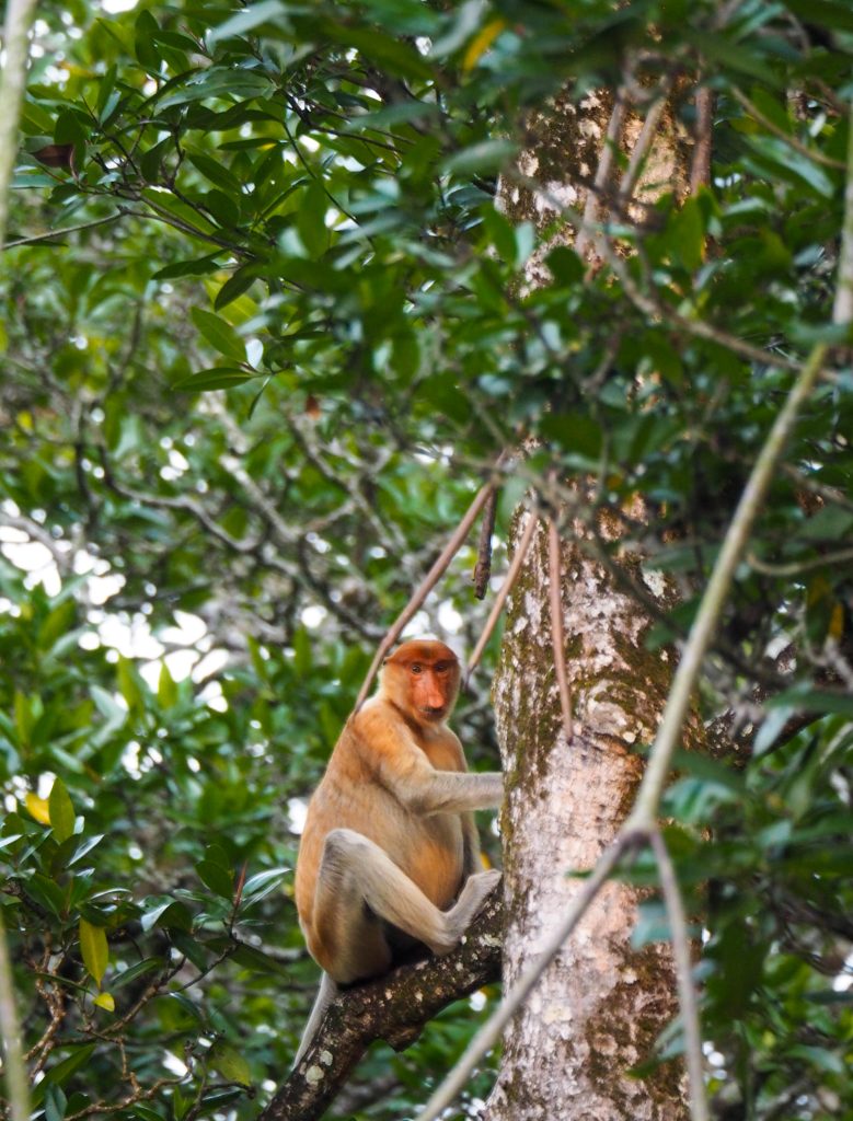 where to see proboscis monkeys in brunei
