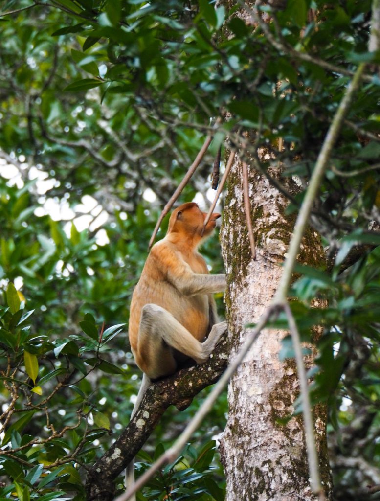 where to see proboscis monkeys in brunei