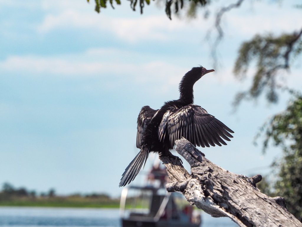 chobe national park day trip from victoria falls