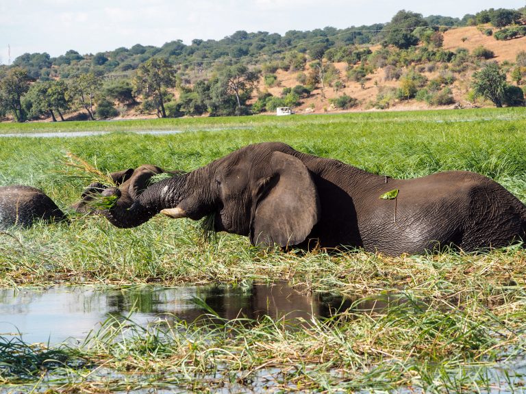 Chobe National Park Day Trip from Victoria Falls: What I Wish I Had Known Before I Booked (and you should know too)