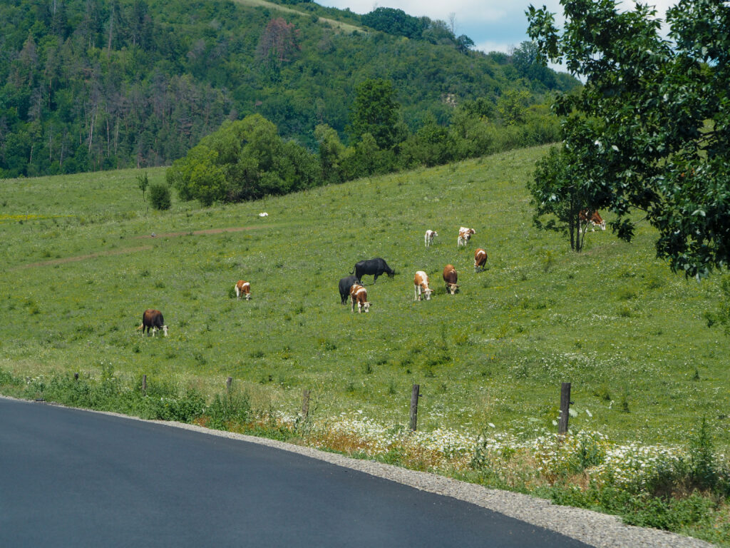 meadows in romanian countryside
