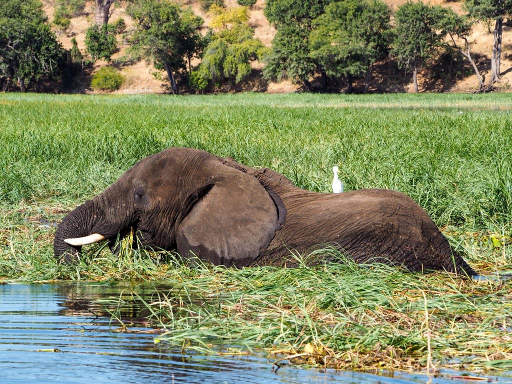 chobe national park day trip from victoria falls