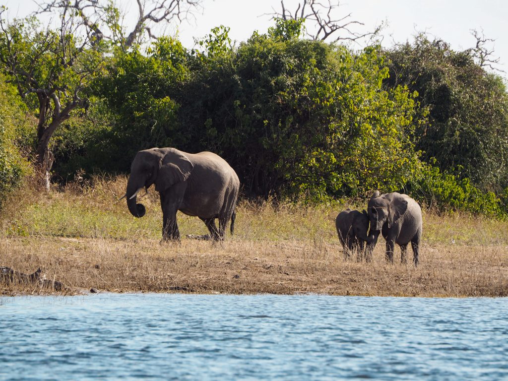 chobe national park day trip from victoria falls