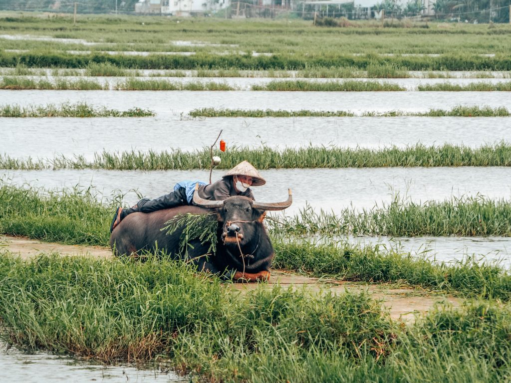 what to do in hoi an