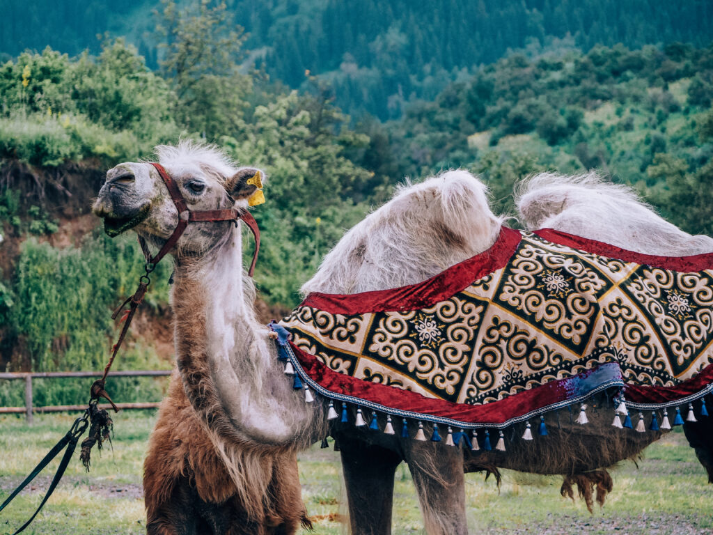 6 days in almaty