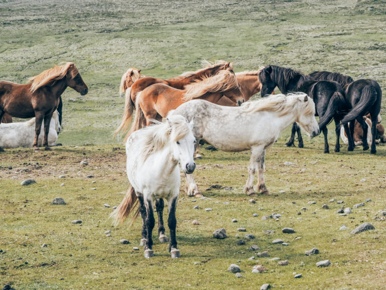 10 days in Iceland: ultimate itinerary for Iceland road trip in summer
