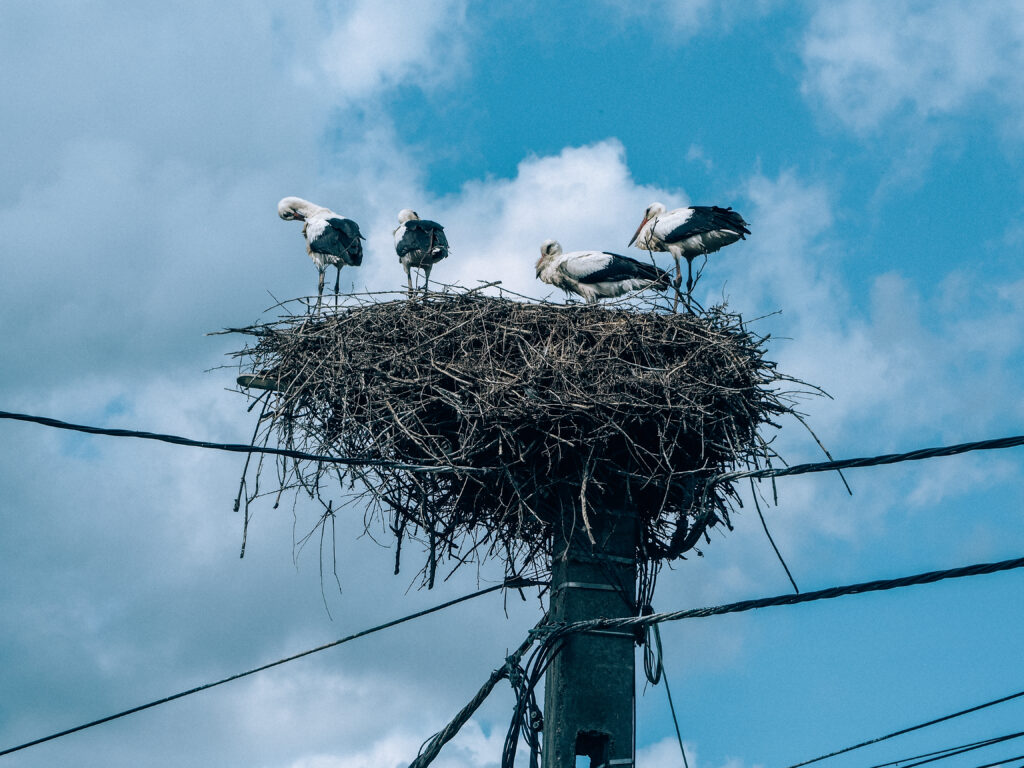 storks in a nest