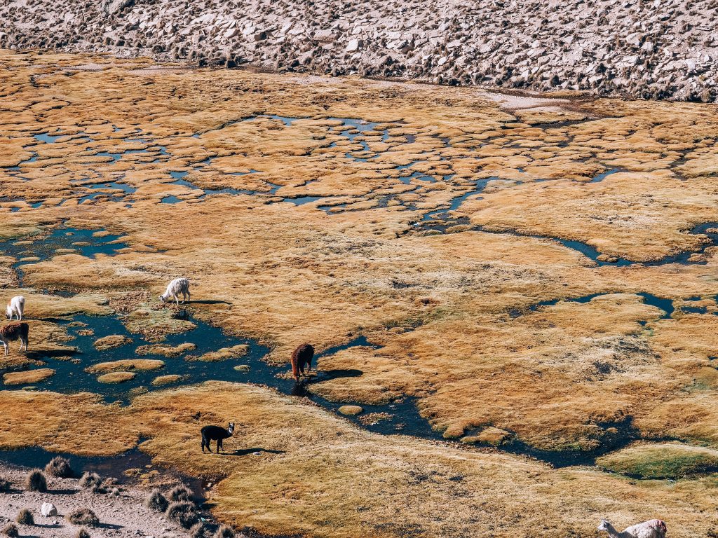 road trip to lago chungara