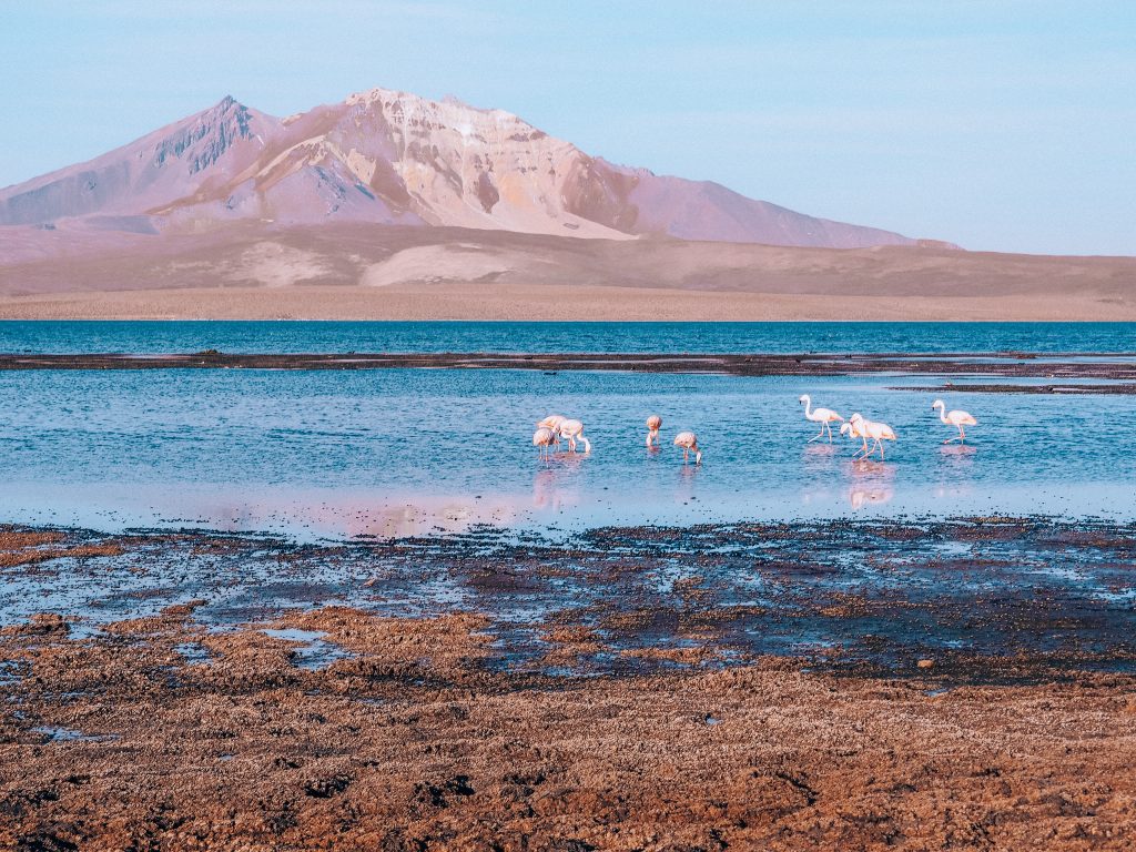 road trip to lago chungara