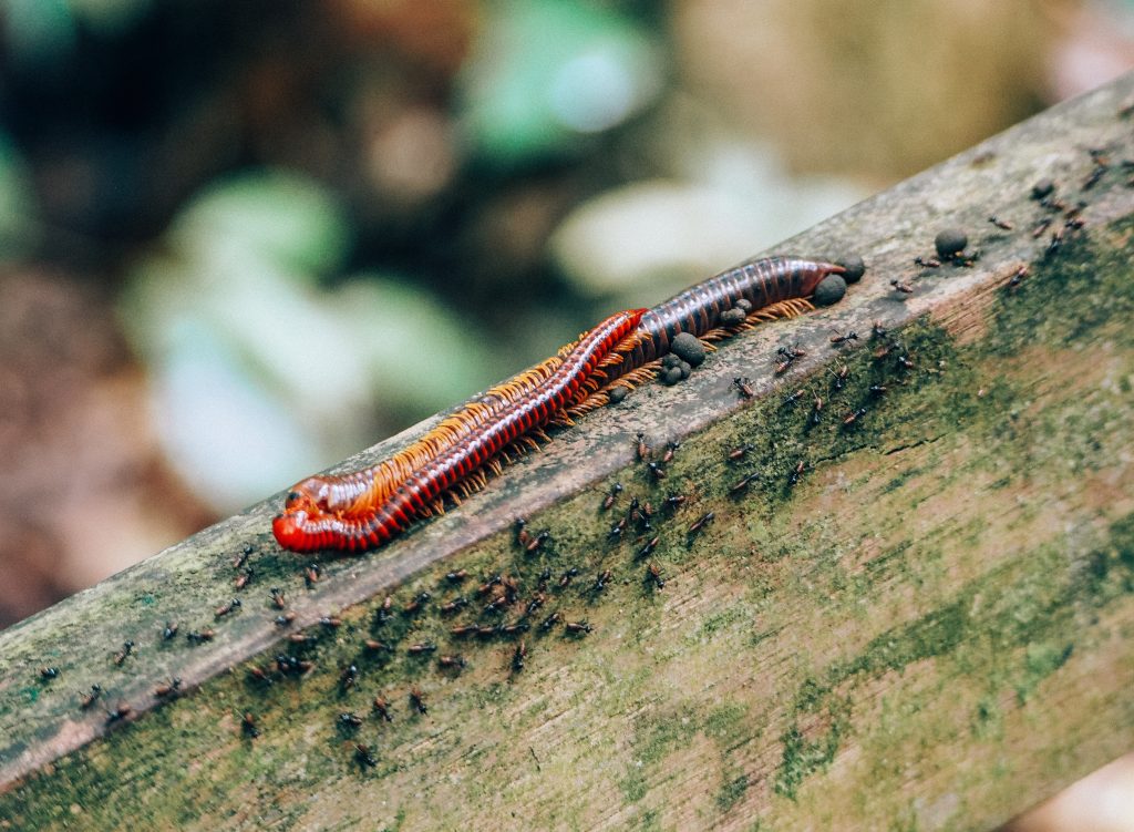 ulu temburong national park