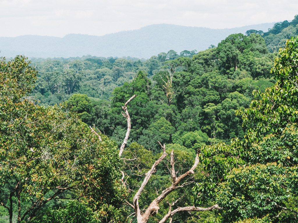 ulu temburong national park