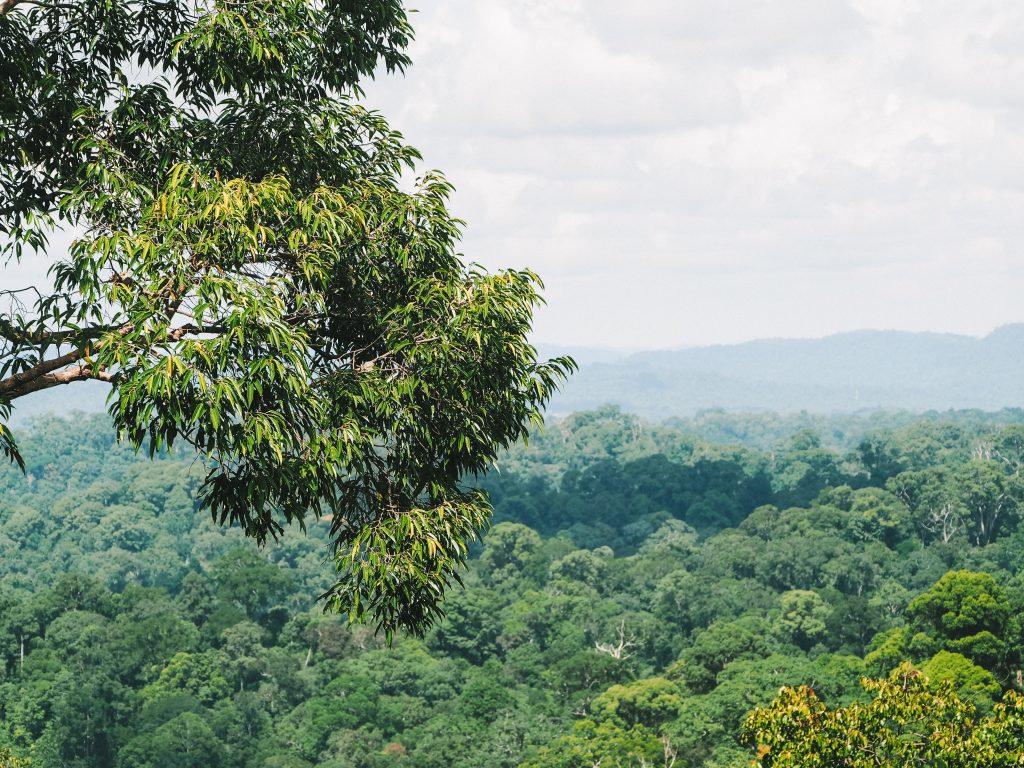 ulu temburong national park in brunei