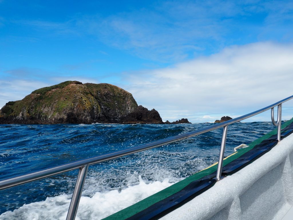 whale watching in chiloe