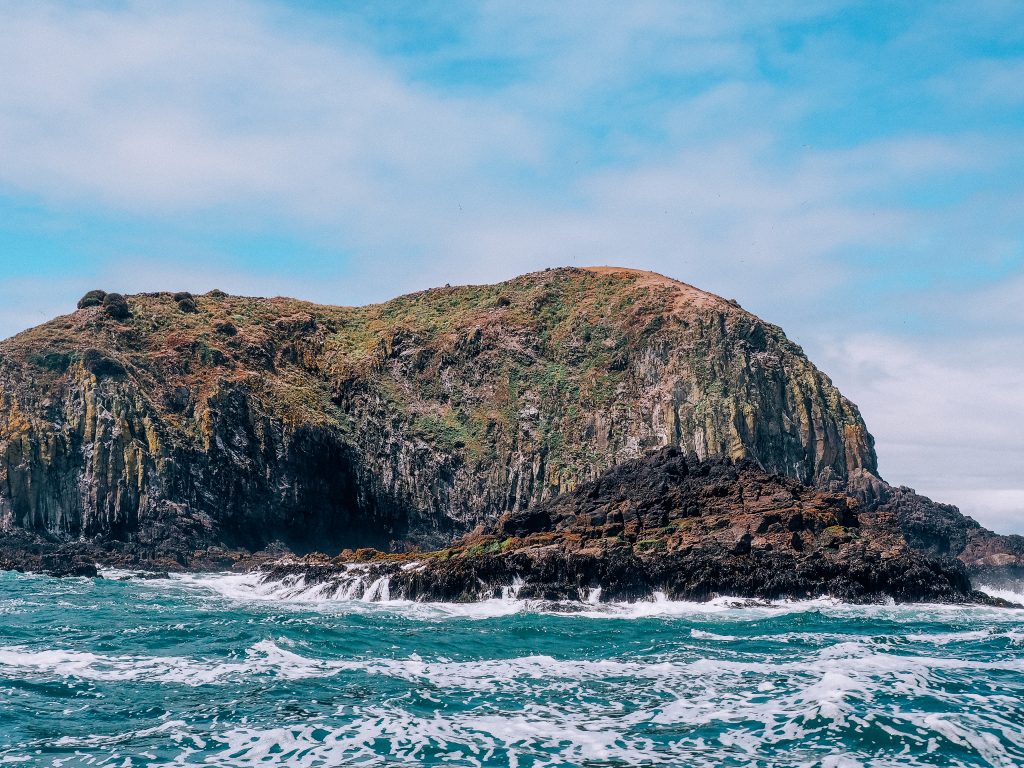 whale watching in chiloe
