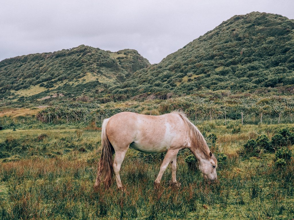 chiloe island road trip