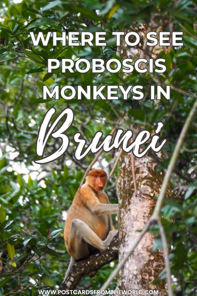where to find proboscis monkeys in brunei