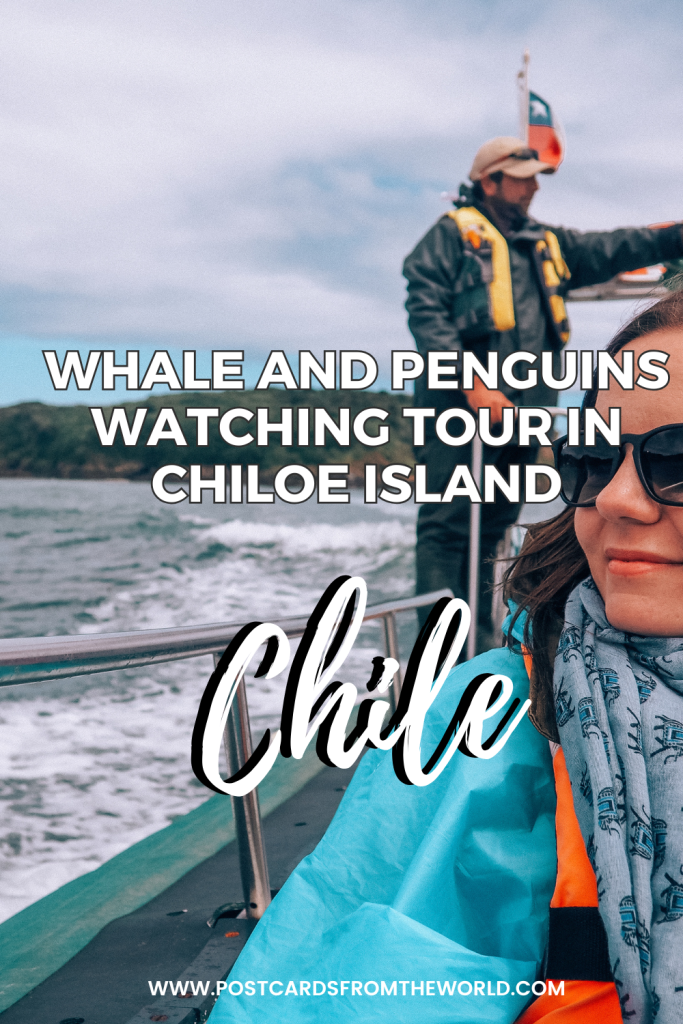 whale watching in chiloe