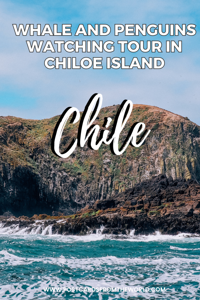 whale watching in chiloe