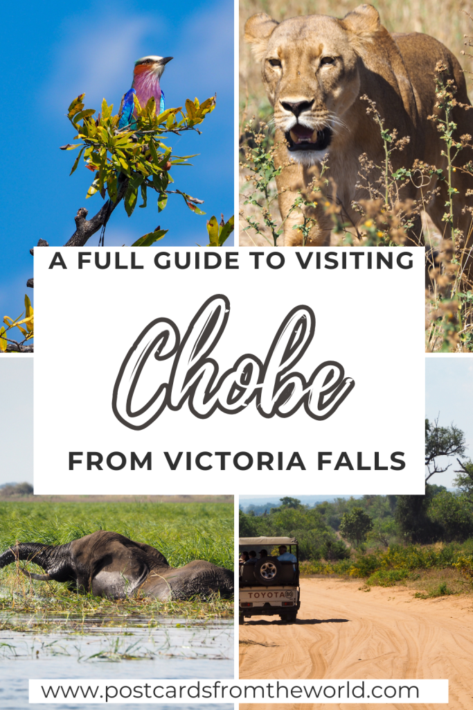 chobe national park day trip from victoria falls