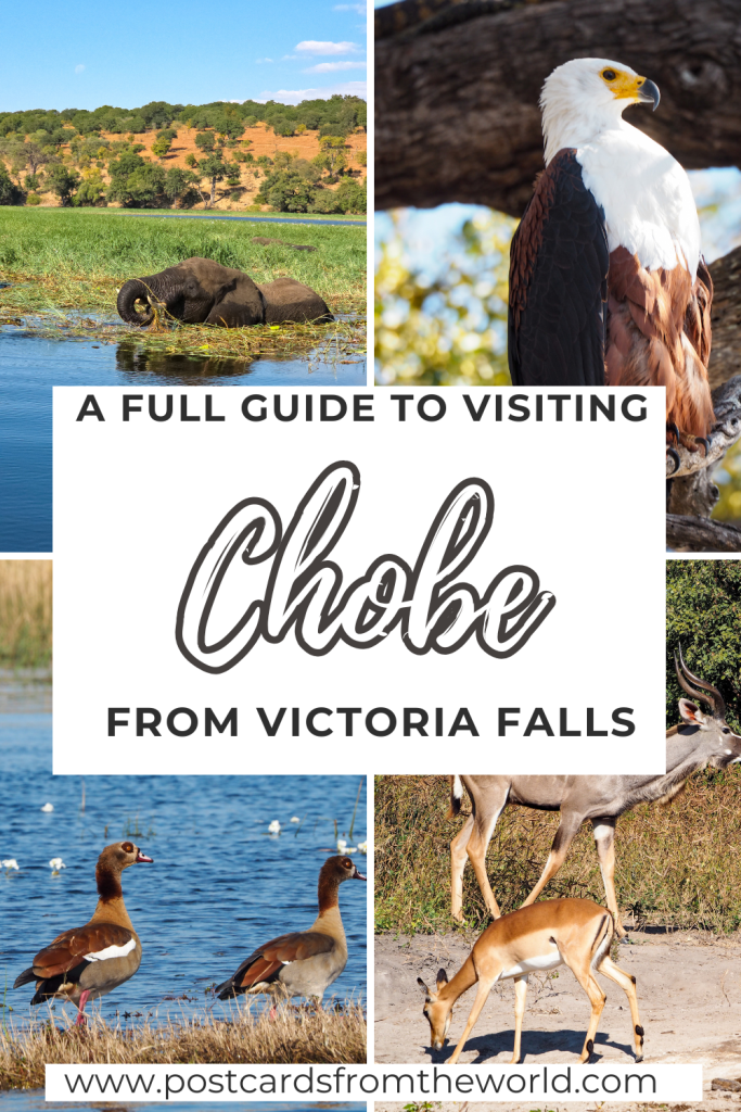 chobe national park day trip from victoria falls
